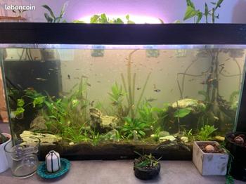 Récupération Poissons, plantes, matériel et aquariums