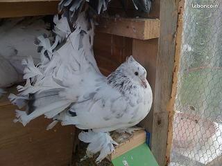 Lot pigeons paon indien et Texans Urgent