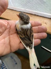 Canarie arlequin 2025