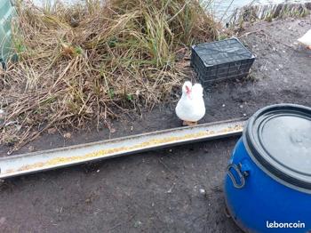 Canard barbarie femelle