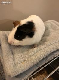 Cochon d’Inde femelle