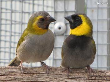 Petit chanteur de Cuba oiseaux exotiques