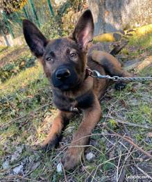 Chiot malinois