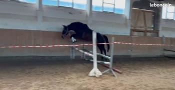 Jument trakehner pp 9ans obstacle dressage