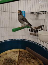 Canari raza male bleu