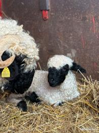 78 Jeune bélier nez noir du vallais