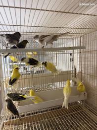 Canaris Timbrado Espagnol