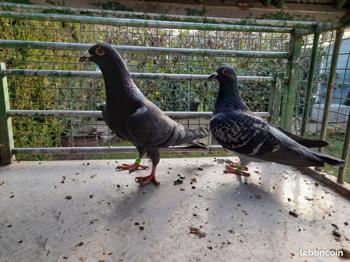 Couple pigeon voyageur