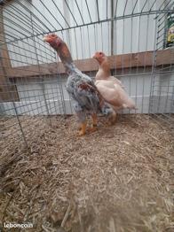 Poule Couple de petit ko don