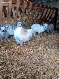 Chevreaux toys yeux bleux