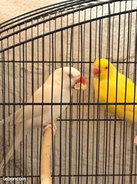 Couple perruche à collier