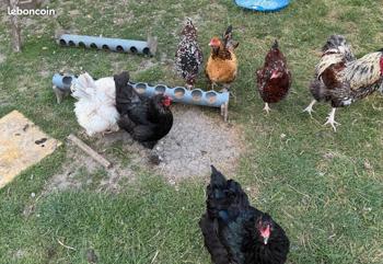 Poules poulettes coqs