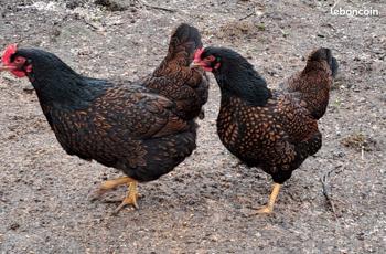 Oeufs fécondés de barnevelder acajou double liseré noir