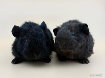 Cochons d’inde race rex