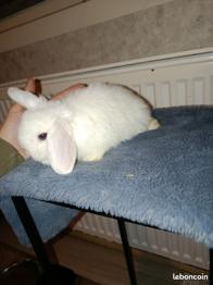 Lapin Minilop/bélier mâle