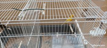 Canaris mâle année 2024