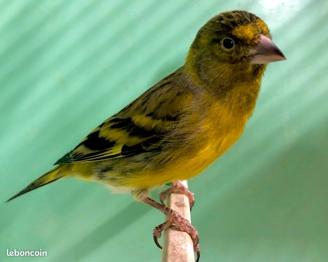 F1 Magellan x Sylvestre 2024 (canari)