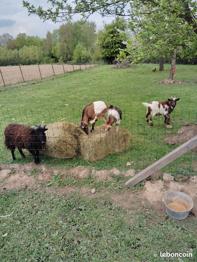 Chèvre toys et extra toys