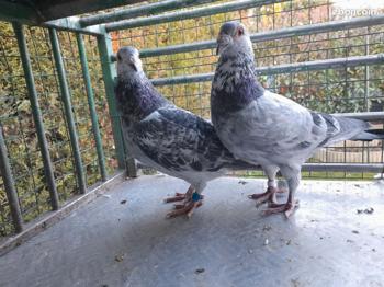 Pigeons voyageurs mosaïque