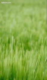 Donne foin (don gratuit)