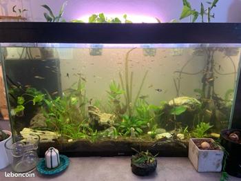 Recherche Plantes et racines d’aquarium (don / échange)